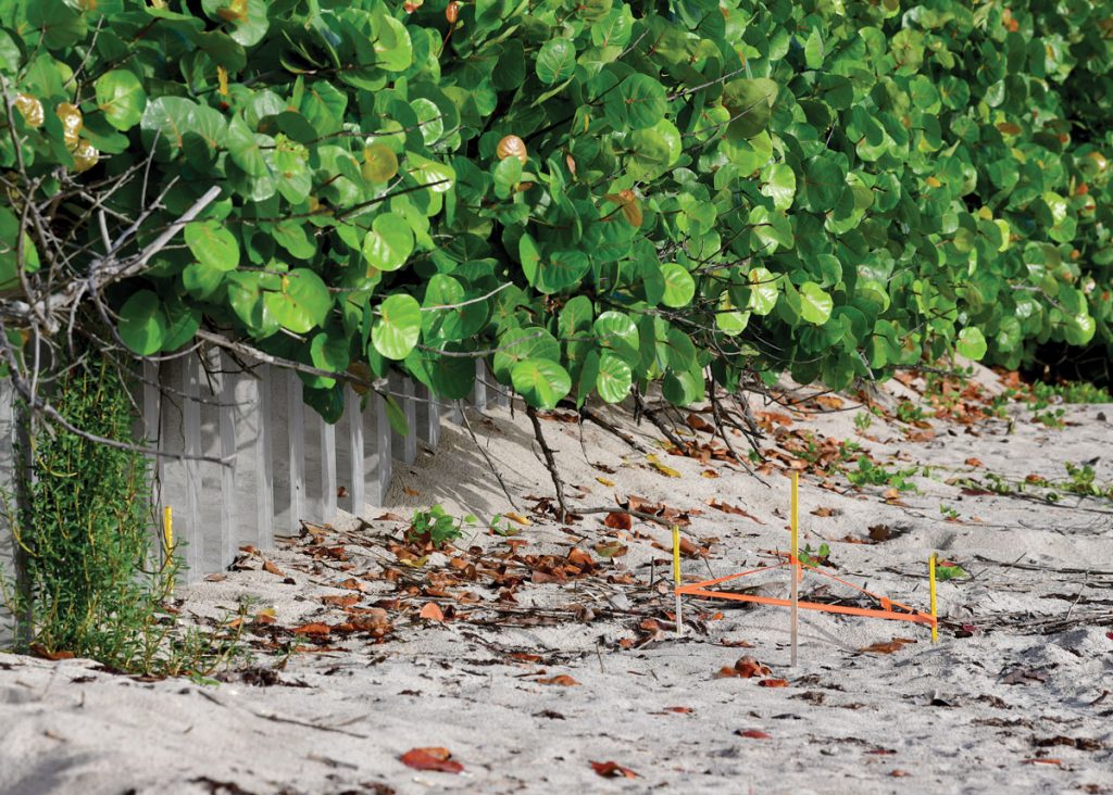 Biologists mark between 5 and 15 percent of the sea turtle nests found on Indian River County beaches, which they monitor throughout the nesting season. Photo by Kelly Rogers