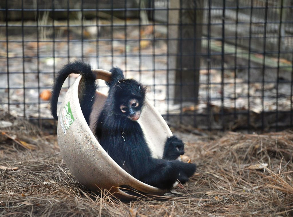 Despite his inauspicious beginnings, Mateo has found a safe and happy home in the spider monkey habitat at the Brevard Zoo.