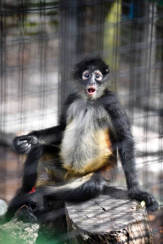 Spider monkeys can be distinguished from one another by facial expressions, coloring, and tail positioning. Scientists at Brevard Zoo say Mateo is easily recognizable by the constant look of surprise on his face.