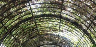 The metal pergola was originally a wooden lath structure sandwiched between two plant houses offering orchids and other plants for sale. Photography by Patrick Merrell