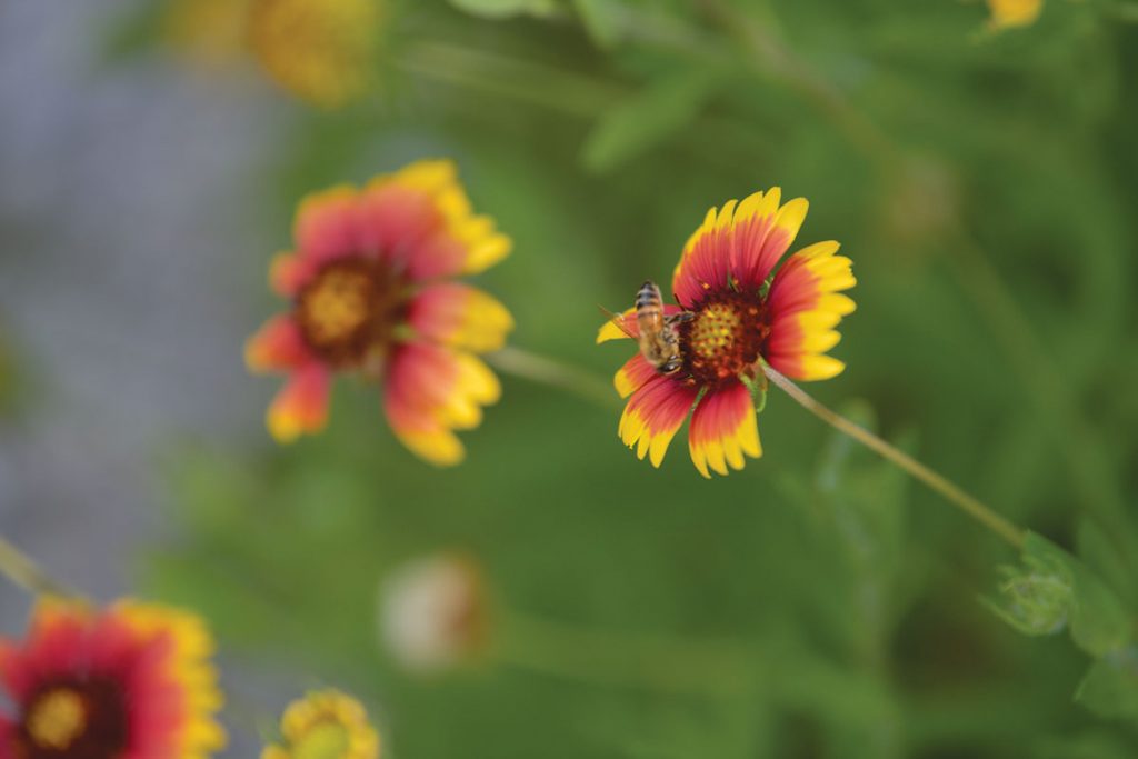Blanket flower is perfect for Florida landscapes, due not only to its beauty but also to its hardiness in the face of heat, sand, and salt. Photo by Kelly Rogers