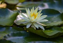Waterlily Celebration Returns to McKee Botanical Garden McKee Botanical Gardens waterlilies. Photos by JPR Images 2