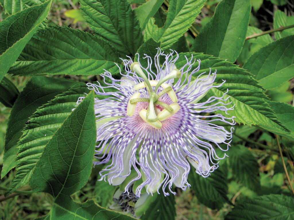 The passionflower is a perennial vine bearing elaborate purple or lavender blooms that attract Gulf fritillary butterflies