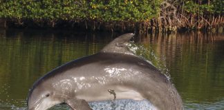 Dolphins are known for their playfulness, intelligence, and curiosity. Their apparent joie de vivre places them among the most beloved marine creatures. A remora tags along for the ride with this breaching dolphin. NOAA NMFS LOC #23069