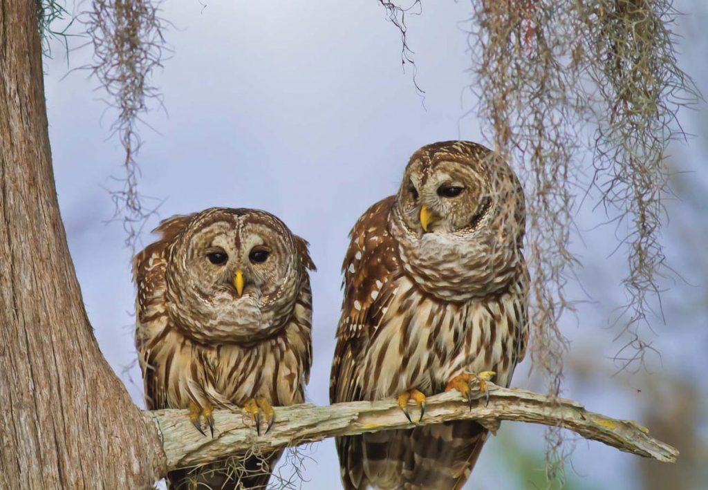 Photo by Rene Griffith