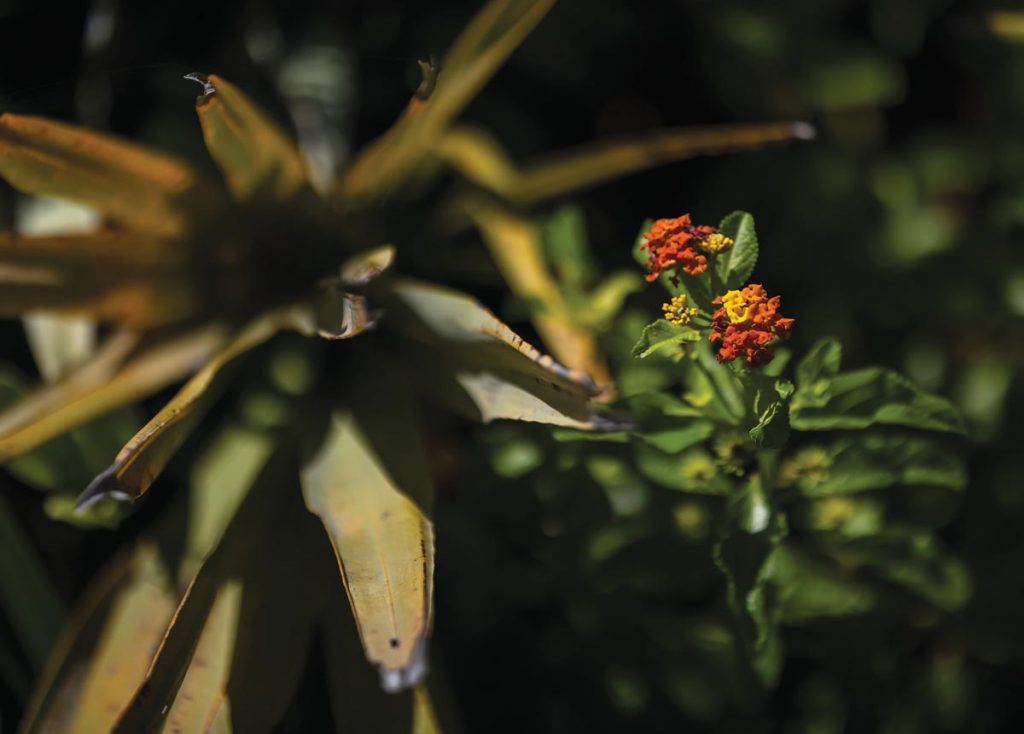 The diversity of wildlife includes flora as well as fauna. Photo by Sam Wolfe