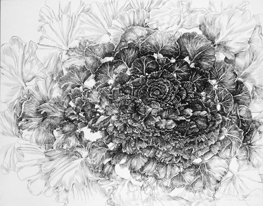 Ornamental Kale 2x 'Northern Lights' by Francesca Anderson