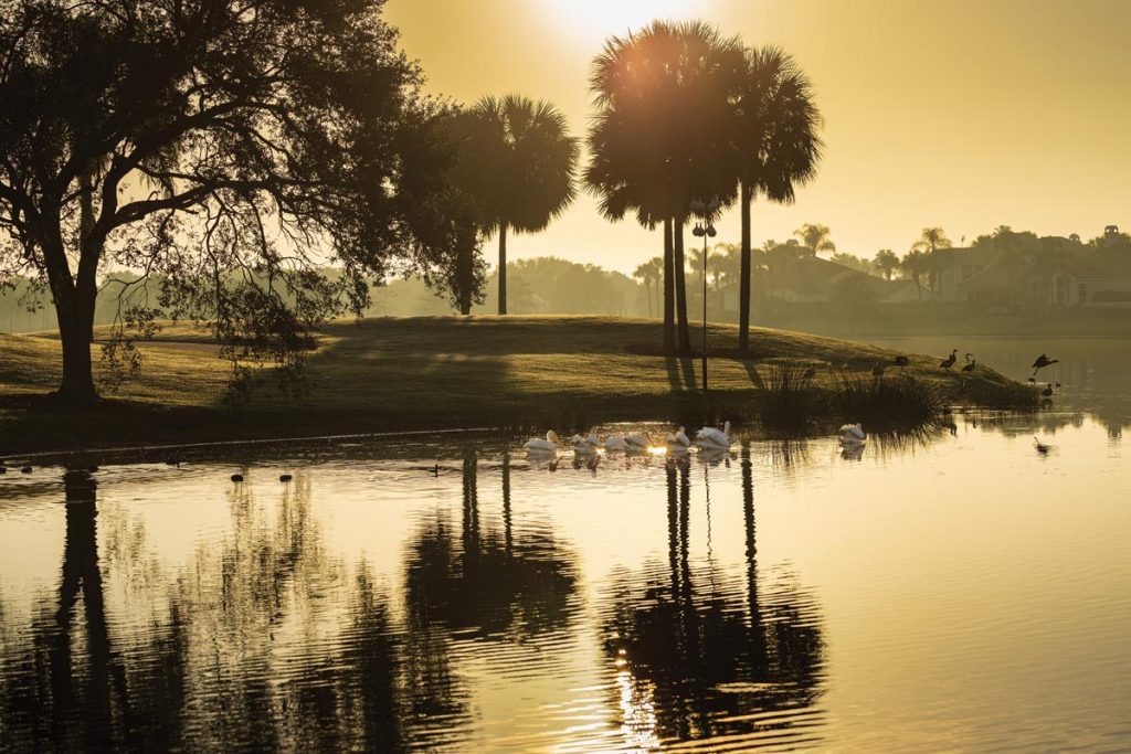 White pelicans are a favorite sight for golfers during the winter months at Grand Harbor Golf Club. Photo by Bob Joy