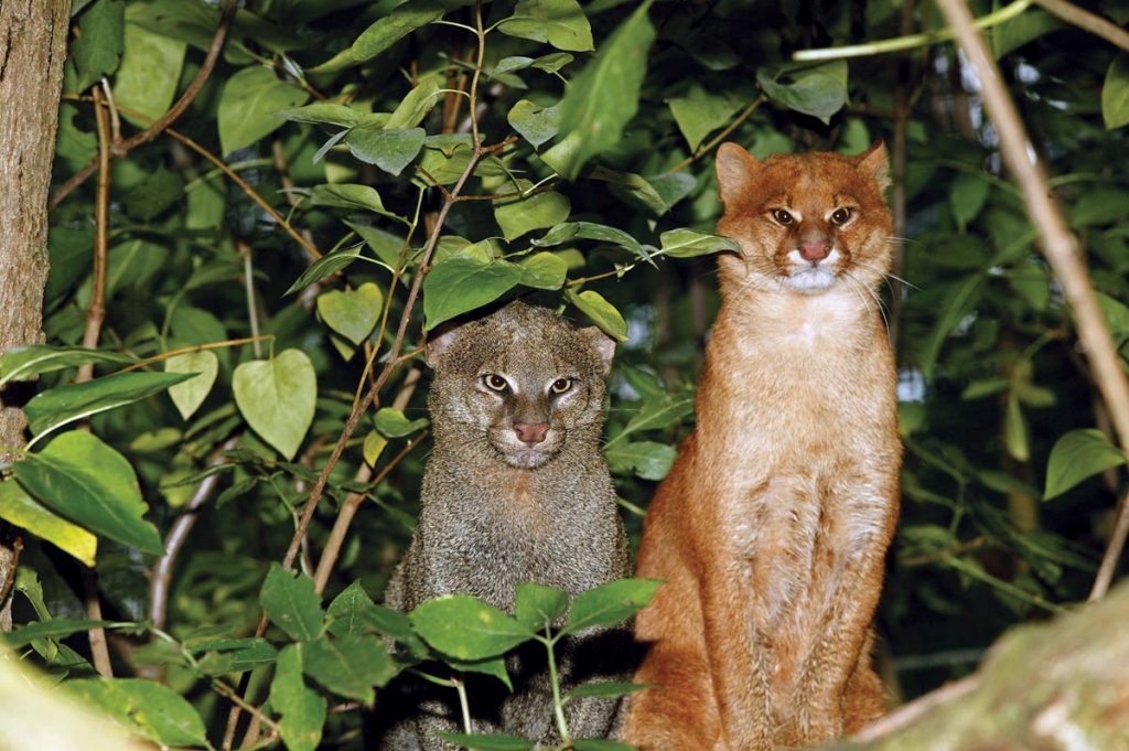 Each jaguarundi exhibits one of two color morphs the gray or the tan