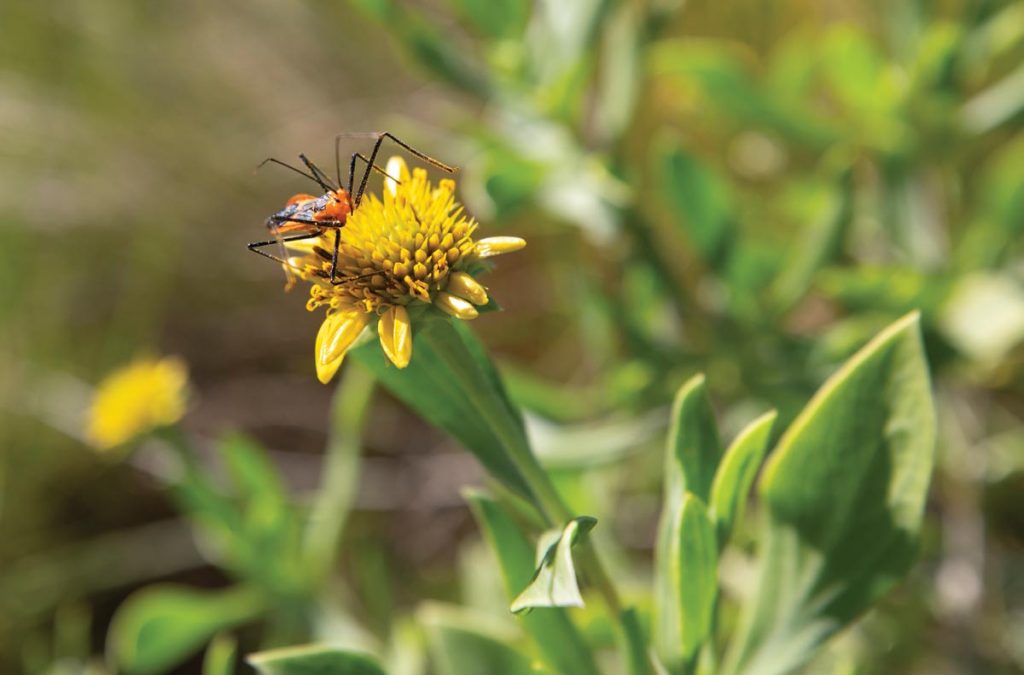 The 4-acre salt marsh and native plantings at Jones Pier Conservation Area, such as this sea oxeye daisy, add to the healthy ecology of the land. Photo by Sam Wolfe