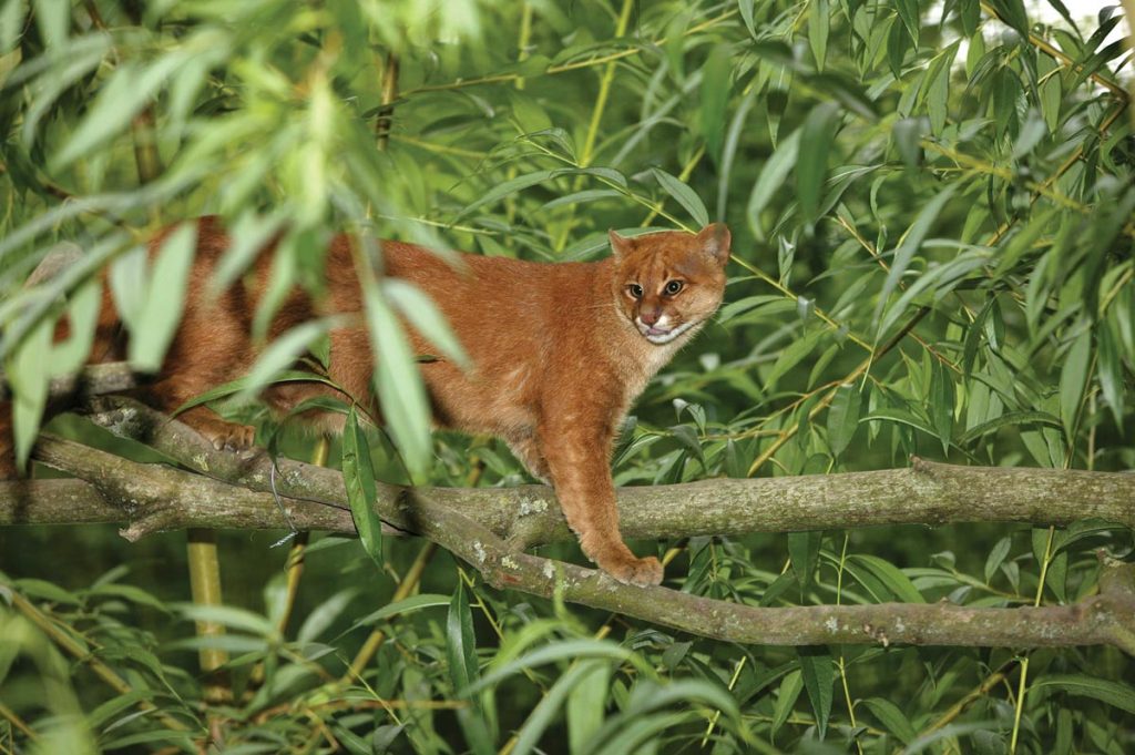 Jaguarundi, herpailurus yaguarondi, Adult staThe elusive jaguarundi may be mistaken for a juvenile Florida panthernding on Branch