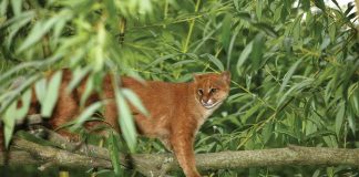 Jaguarundi, herpailurus yaguarondi, Adult staThe elusive jaguarundi may be mistaken for a juvenile Florida panthernding on Branch