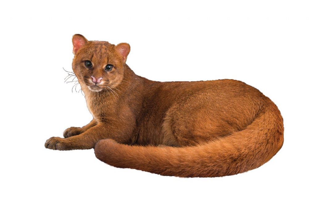 The extremely long tail is one of the signature characteristics of the jaguarundi. Photo by Joel Sartore/National Geographic Photo Ark