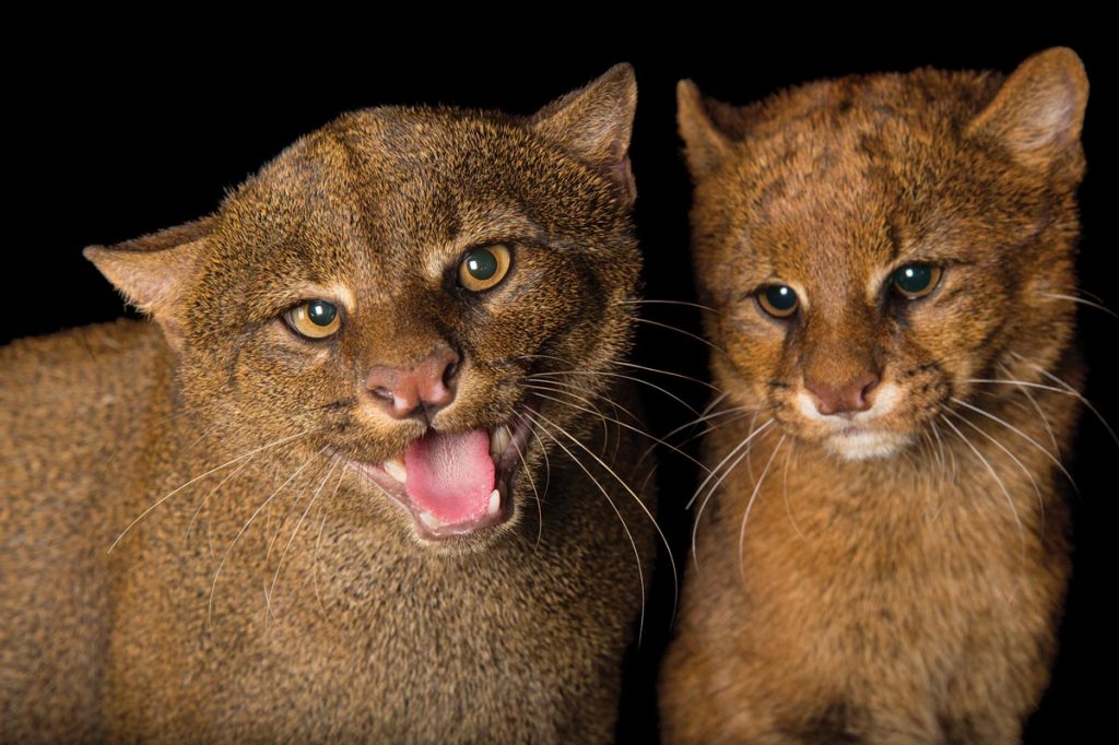 Two jaguarundis are in residence at Bear Creek Feline Center in Panama City, where they can be viewed by appointment only. Photo by Joel Sartore/National Geographic Photo Ark