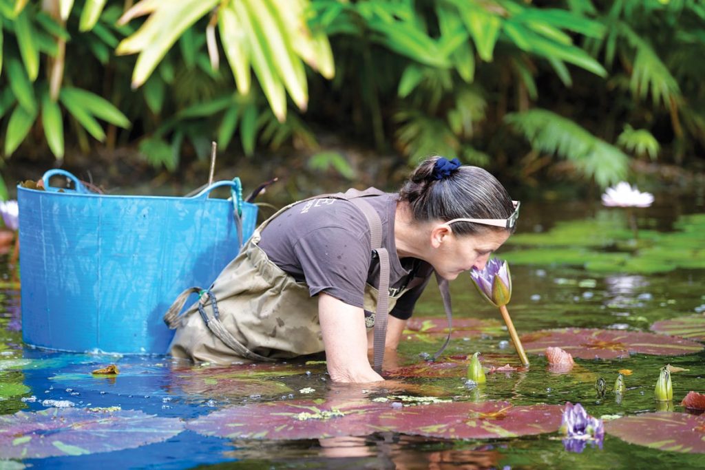 Gardener Nikki Wojtowicz looks forward to getting her hands wet cleaning out the water lily ponds. Photo by Kelly Rogers