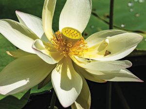Lotus Giant Sunburst