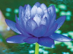 Nymphaea gigantea