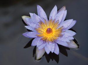 Nymphaea ‘Chaz.' Photo by Kelly Rogers