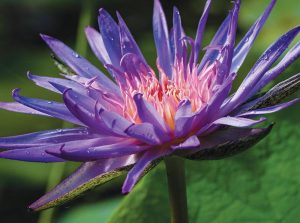 Nymphaea ‘Foxfire’