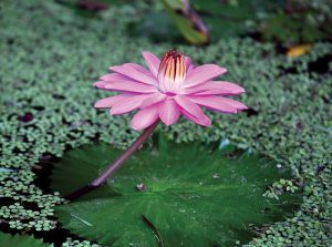 Nymphaea ‘Texas Shell Pink.' Photo by Kelly Rogers