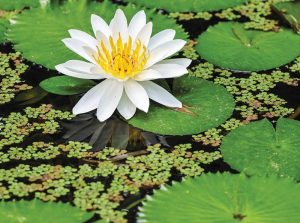 Nymphaea ‘Wood’s White Knight’