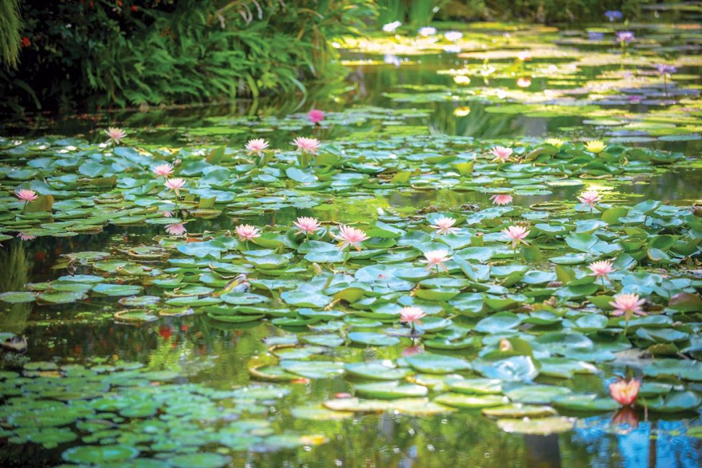 The McKee ponds are cleaned regularly by garden staff. Weeds are removed daily along with duckweed and blooms that have died off. Photo by Martina Tannery