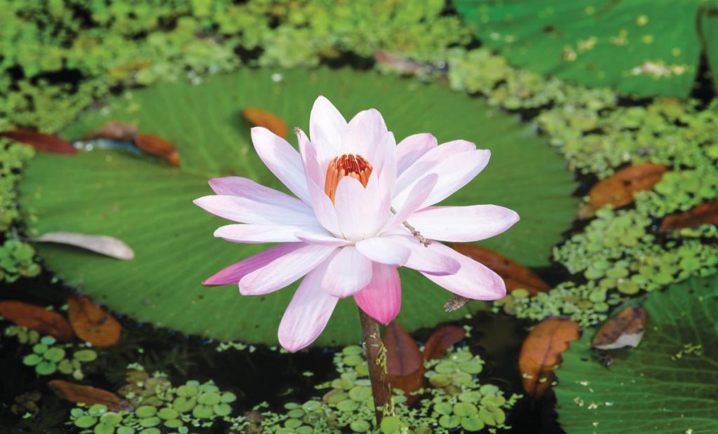 The height of the bloom for McKee water lilies is in June, which coincides with the festival held to celebrate their beauty each year. Photo by Kelly Rogers