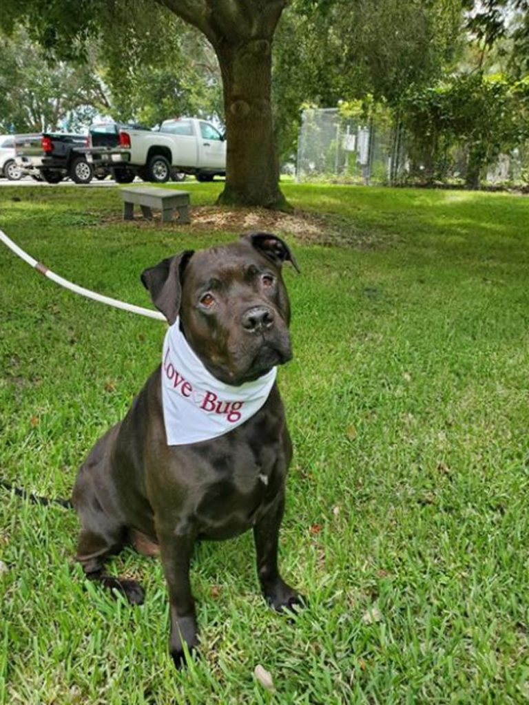 Eight-year-old Brody is available to adopt at Humane Society of Vero Beach & Indian River County's Clear the Shelter event. Photo courtesy Humane Society of Vero Beach & Indian River County