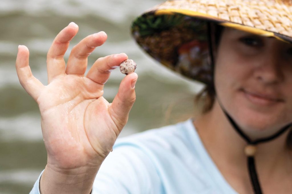A tiny clam will join the filtration efforts