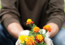 Green Thumb in the White Sand Marigolds are hardy plants that will bloom in the summer