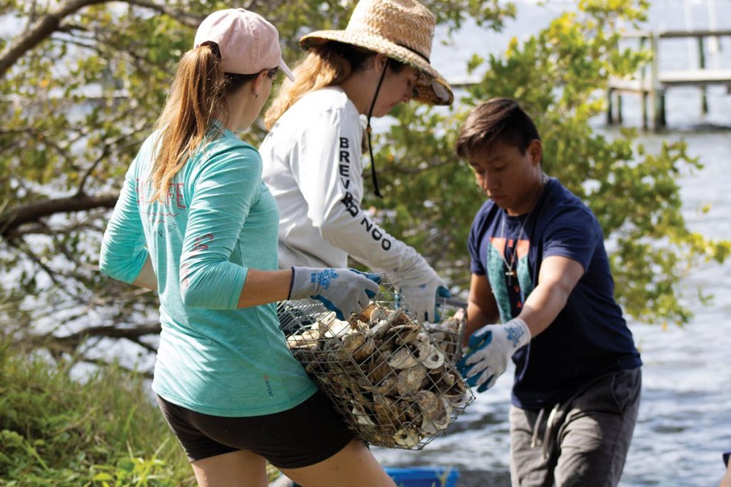 Oyster beds are planted to help remove harmful nutrients from local waters