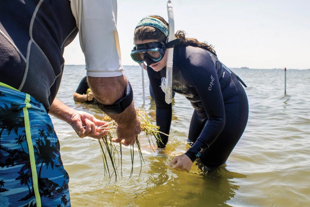 Seagrass restoration bolsters the main food source for manatees