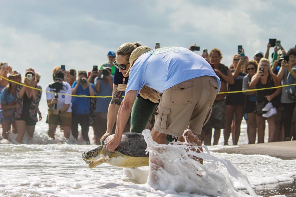 Staff of the Sea Turtle Healing Center release a rehabilitated turtle back into the ocean