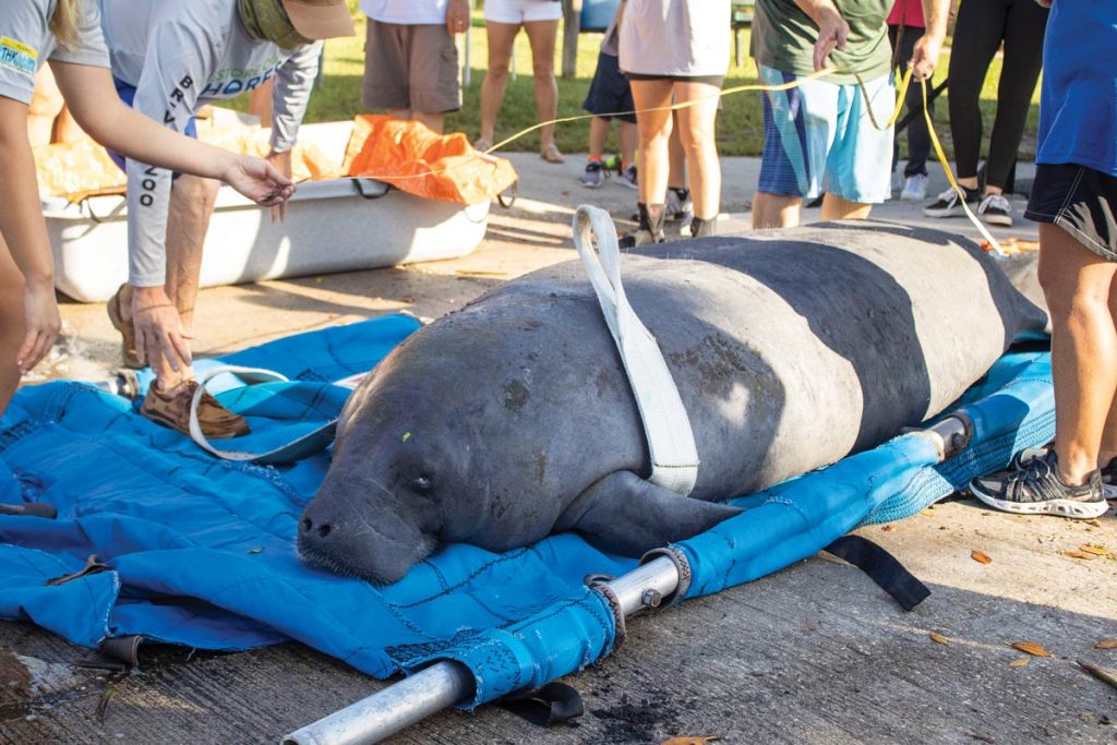 While Brevard Zoo is currently equipped to handle the later stages of manatee rehabilitation leading up to release, the new aquarium will offer more intensive care for sick and injured manatees.