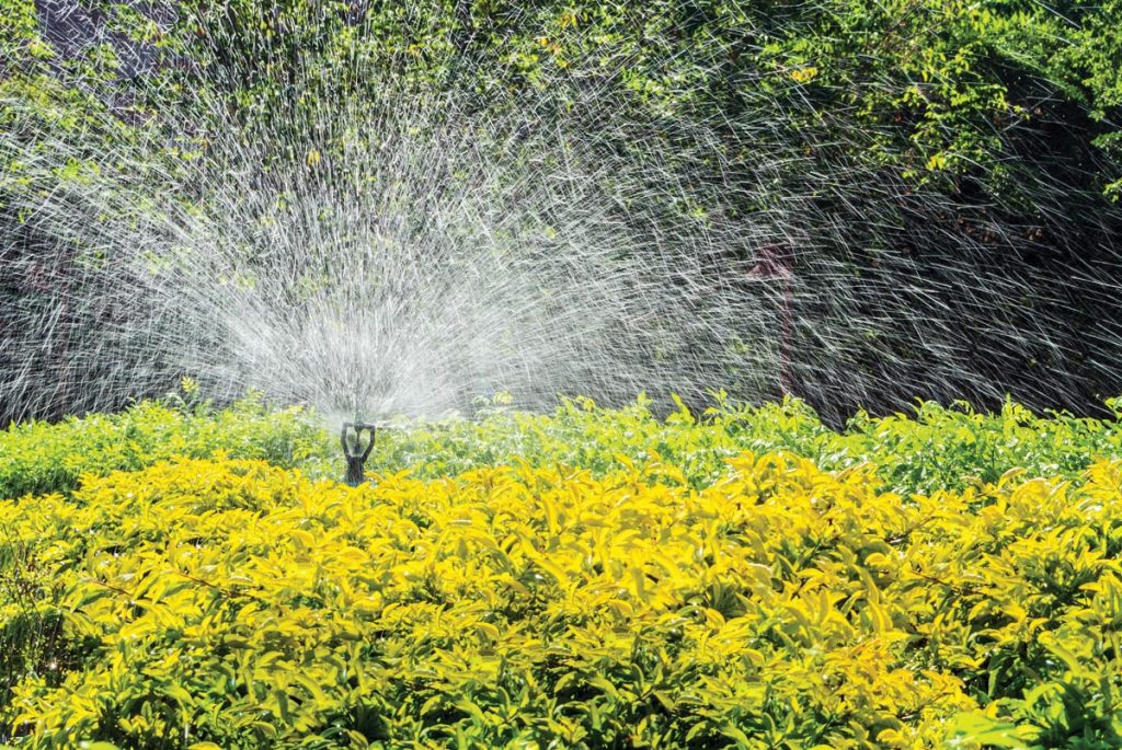 Mulching and watering before cold snaps is a must for your plants’ survival.