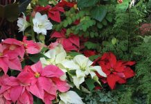 Poinsettias are a great color source for your garden during winter months