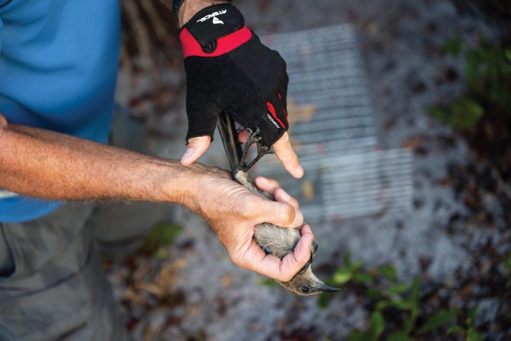 Scrub jays undergo a brief health check before being banded. Photo by Steven Martine