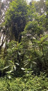 Montane forest, a stratified ecosystem unique to mountainsides