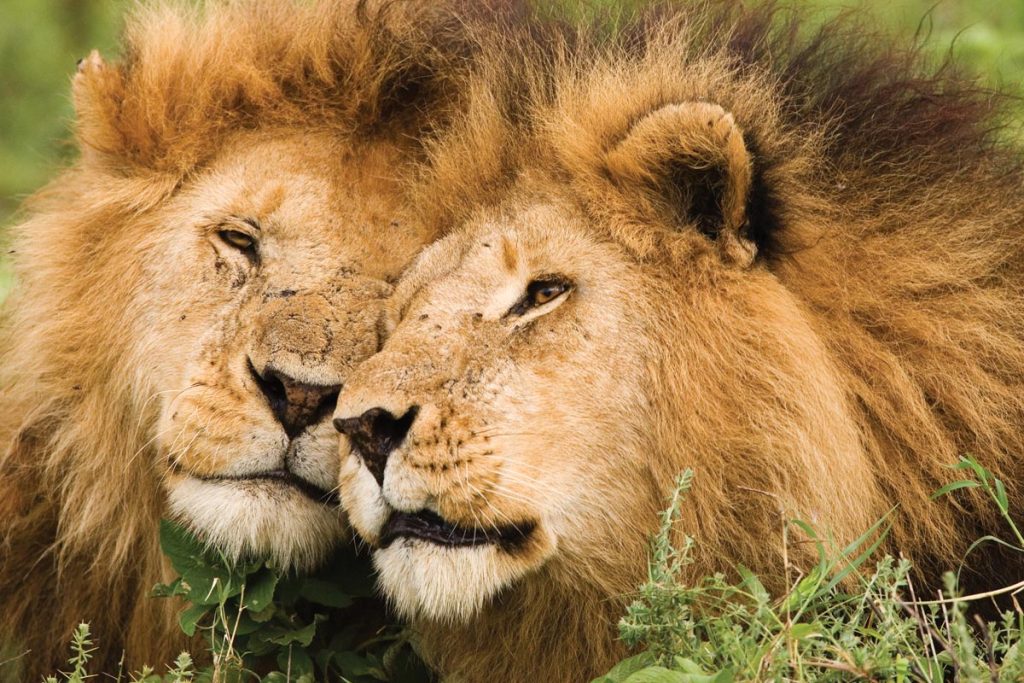 Brotherly Love, lions, South Africa. Photo by Barbara du Pont