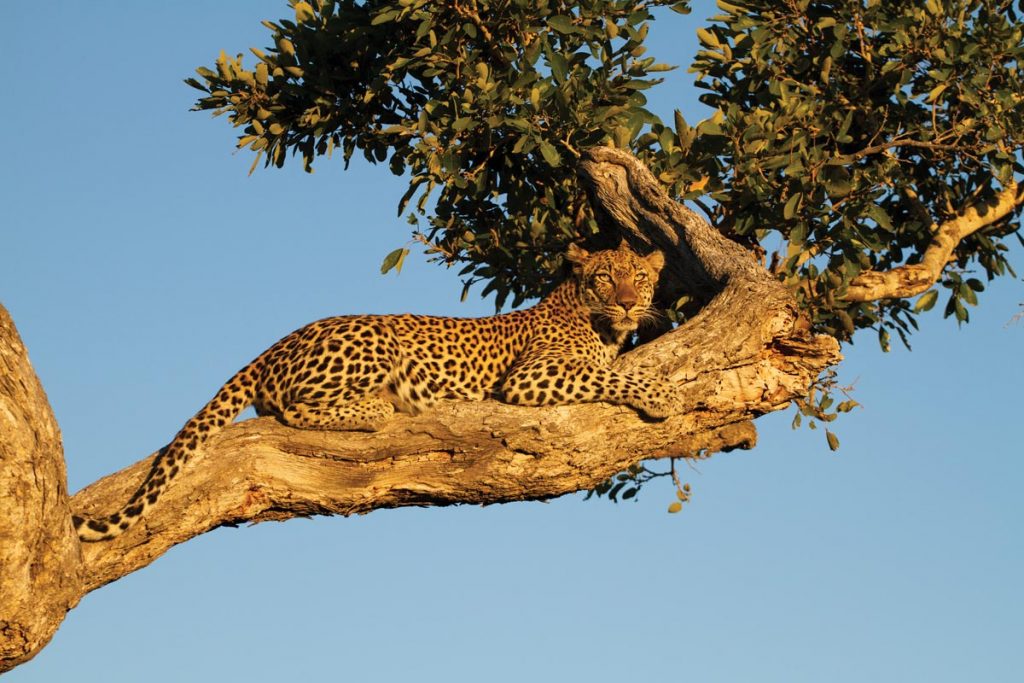 The Perfect Perch, leopard, South Africa. Photo by Barbara du Pont