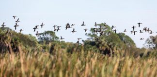 A flock of blue-winged teal, a small, migratory duck species, fly across the wetlands. Photo by Sam Wolfe