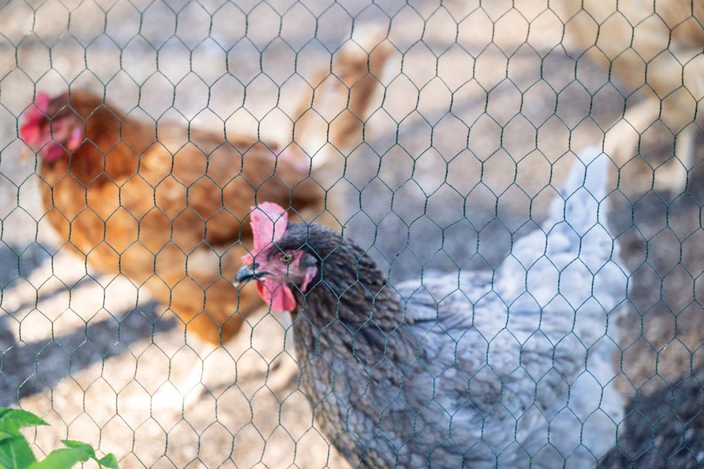 Chickens on the farm. Photo by Steven Martine