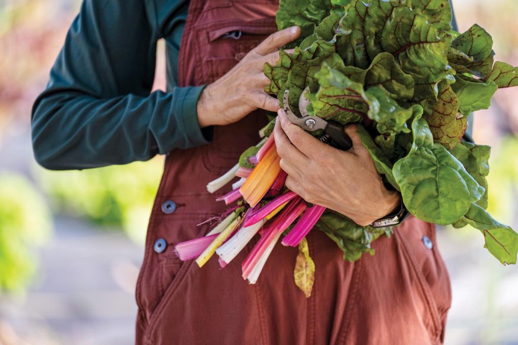 The farm grows dozens of varieties of organic fruits and vegetables. Photo by Steven Martine