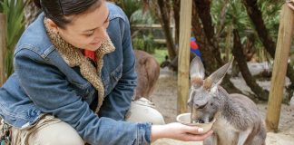 There’s something for all levels of adventurers at Brevard Zoo, from feeding baby kangaroos to taking a stroll above the habitats with a canopy walk.