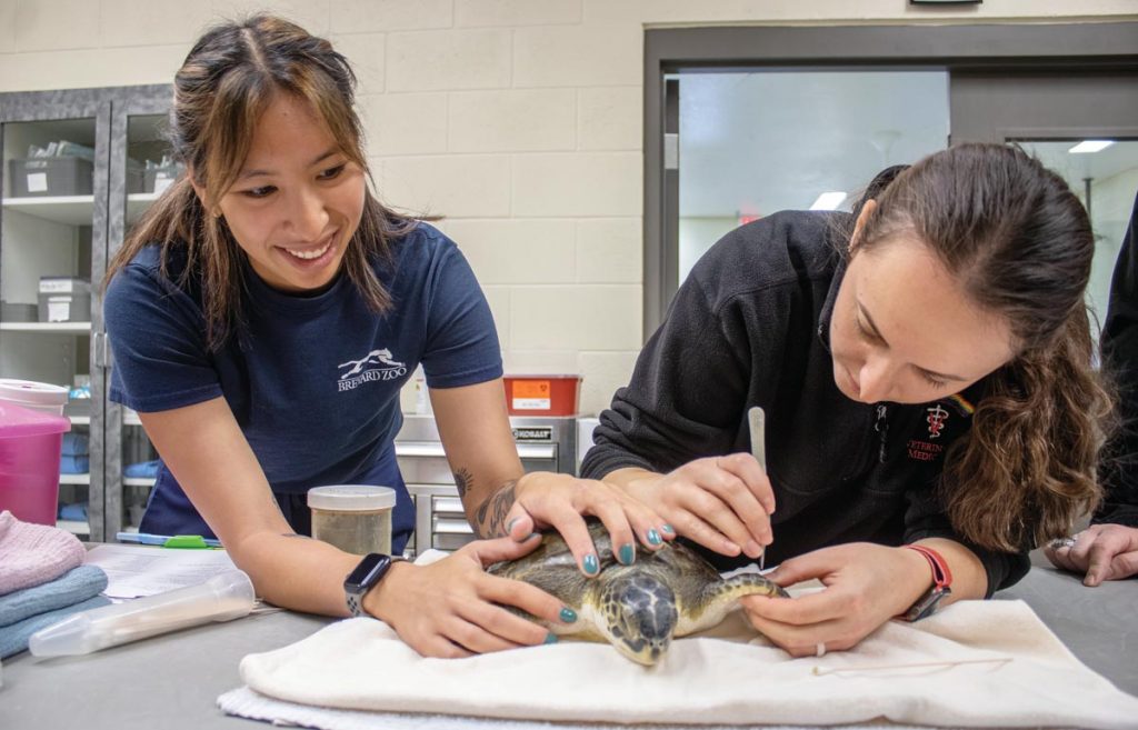 Capocollo receives treatment, includ- ing the application of honey to an injured flipper, from Healing Center staff. Photo courtesy of Brevard Zoo’s Sea Turtle Healing Center