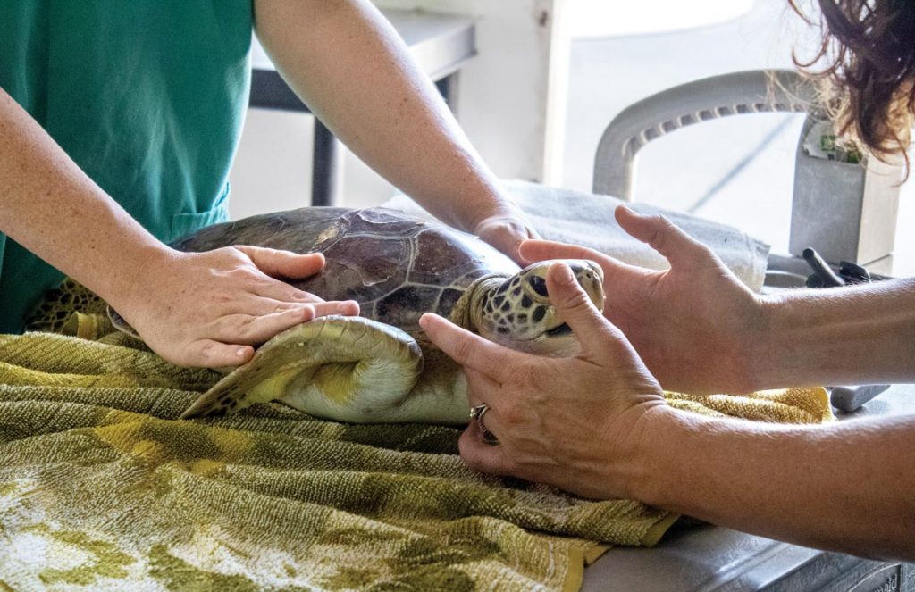 Chiropractic therapy is used on turtles exhibiting signs of discomfort or movement disorders. Photo courtesy of Brevard Zoo’s Sea Turtle Healing Center