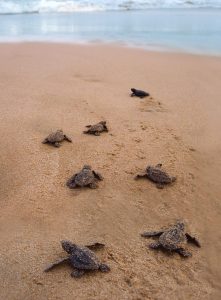 Experts urge beachgoers and boaters to avoid leaving anything behind, especially plastics. Sea turtles can easily ingest trash, which can quickly become life threatening.