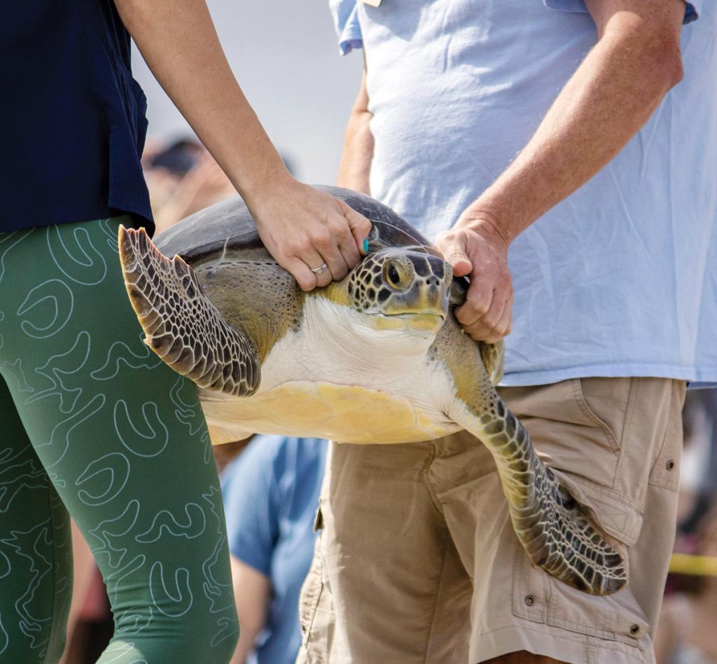 Hope the green sea turtle. Photo courtesy of Brevard Zoo’s Sea Turtle Healing Center