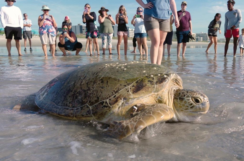 Jolene, a 374- pound green sea turtle, is released back into the ocean after a successful rehabilitation. Photo courtesy Brevard Zoo’s Sea Turtle Healing Center