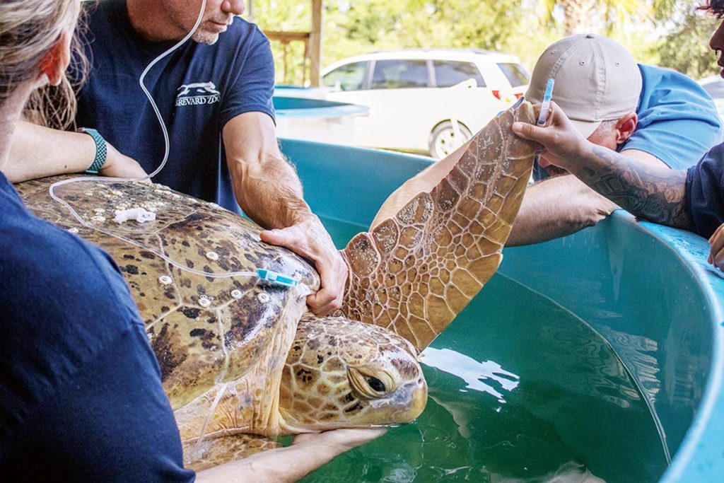 Jolene, a green sea turtle. Photo courtesy Brevard Zoo’s Sea Turtle Healing Center
